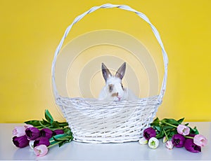 Lovely bunny easter rabbit on yellow background. beautiful lovely pets. Cute small bunny for Easter concept.