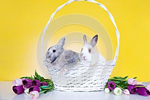 Lovely bunny easter rabbit on yellow background. beautiful lovely pets. Cute small bunny for Easter concept.