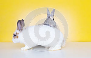 Lovely bunny easter rabbit on yellow background. beautiful lovely pets. Cute small bunny for Easter concept.