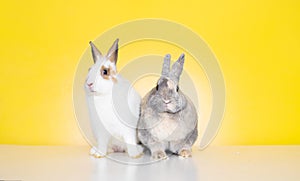 Lovely bunny easter rabbit on yellow background. beautiful lovely pets. Cute small bunny for Easter concept.