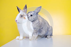 Lovely bunny easter rabbit on yellow background. beautiful lovely pets. Cute small bunny for Easter concept.