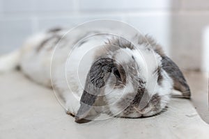 Lovely bunny rabbit easter white and brown on lying on the floor. with beautiful