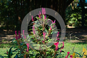 A lovely bush of stunning shocking pink, tropical flowers, in a forest park setting.
