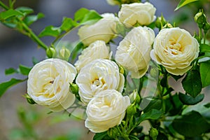 Bushy white roses in the garden 2 photo