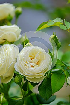 Bushy white roses in the garden 3 photo