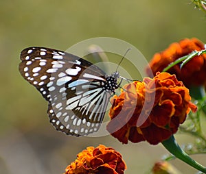 Lovely butterfly on the red flower in the naturer