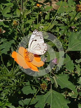 Lovely butterfly white on green nature beautiful fantacy orange flower