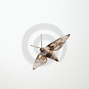lovely buttterfly on white background