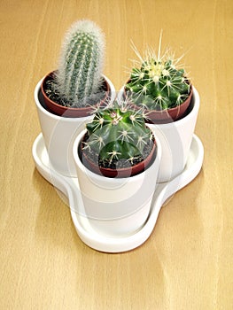 Lovely Cactus Family