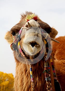 Lovely camel