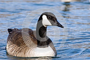 Lovely Canada Goose