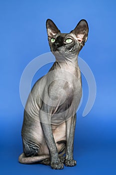 Lovely Canadian Sphynx Hairless Cat. Full length portrait of friendly female cat on blue background