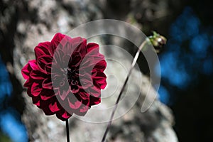 Lovely Carmine Dark Red Arabian Night Dahlia or Decorative Dahlia on a garden.