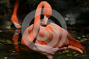 Lovely Carribean Pink Flamingo