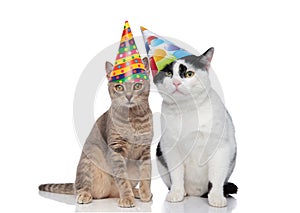 Lovely cat couple wearing colorful birthday hats