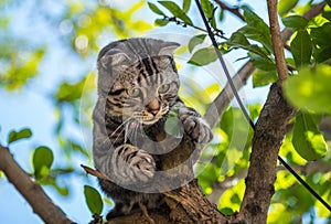 Lovely cat cutie pet American Short Hair cat enjoying in a garden