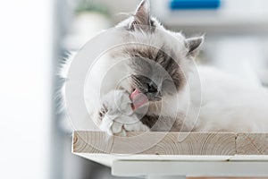 Lovely cat on the desktop