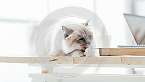 Lovely cat on the desktop