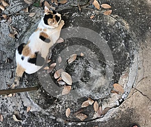 A lovely cat among dry leaves