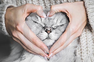 Lovely cat face with hands making a heart shape. St. Valentine's Day. Pets love