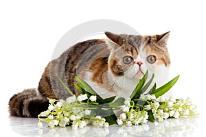 lovely cat with flowers, balls,paints isolated on white background