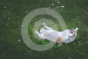 Lovely cat has a rest on green grass