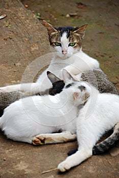 Lovely cat and her kid, lay down on concrete floor.