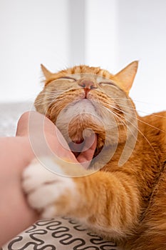 Lovely cat in human hand.