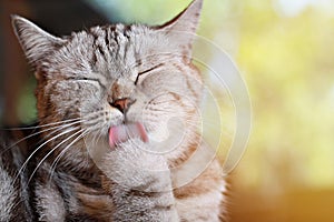 Lovely cat licking his paw for clean his hairs, soft focus