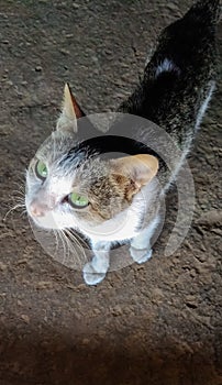 A lovely cat looking for food. The cat is hungry. photo