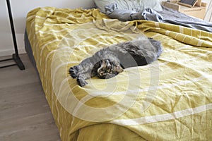 Lovely cat lying on the bed and stretching paws