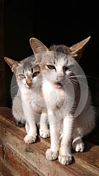 A lovely cat in the morning basking in the sunshine