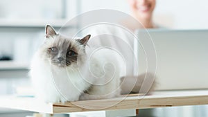 Lovely cat posing on a desk