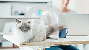 Lovely cat posing on a desk