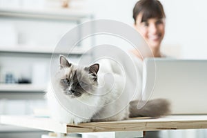 Lovely cat posing on a desk