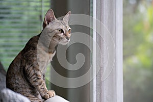 Lovely cat sit near the windows looking somthing outside