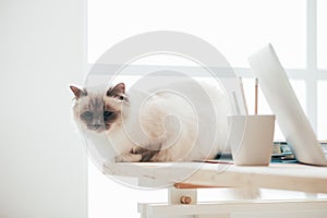 Lovely cat sitting on the desk