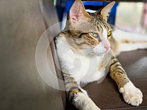 Lovely cat sitting on sofa