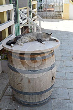 A Lovely Cat is Sleeping on a Barrel