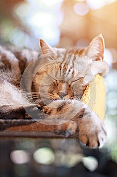 Lovely cat sleeping in the room, soft focus