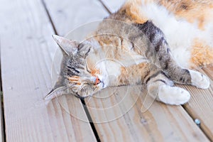 lovely cat sleeping on a wooden floor