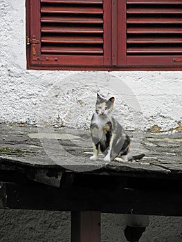 Lovely cat in Trebinje, Bosnia and Herzegowina