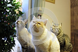 The lovely cats in a bar