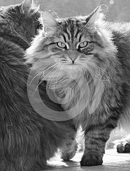 Lovely cats of livestock, siberian breed