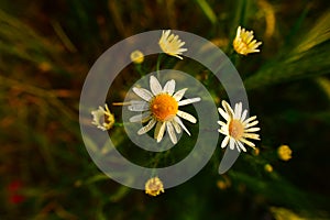 Lovely chamomile flower photo