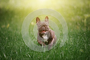 Lovely Cheerful French Bulldog runs along the green grass across the field in the rays of the bright sun. Dog on the background of