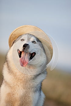 Lovely cheerful happy gray brown-eyed Siberian husky makes faces