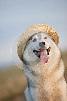 Lovely cheerful happy gray brown-eyed Siberian husky makes faces in a hat against the backdrop of nature and sky. Hazel-eyed dog w