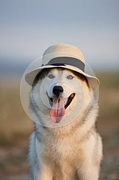 Lovely cheerful happy gray brown-eyed Siberian husky makes faces in a hat against the backdrop of nature and sky. Hazel-eyed dog w