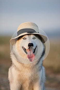 Lovely cheerful happy gray brown-eyed Siberian husky makes faces in a hat against the backdrop of nature and sky. Hazel-eyed dog w